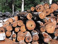 timber for home or business large image 0