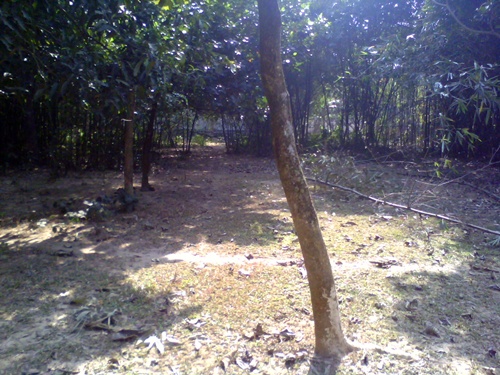 5 Katha Fresh Plot 3 pcs Land Urgent Sell. large image 0