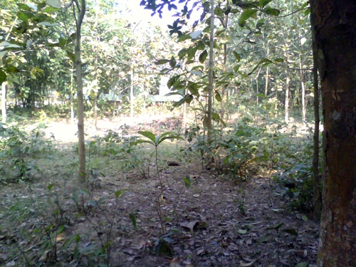 5 Katha Fresh Plot 3 pcs Land Urgent Sell. large image 1