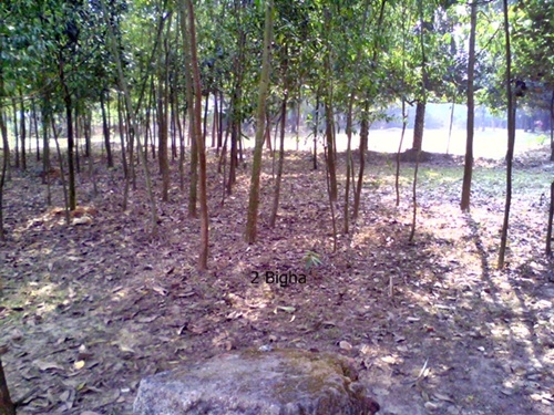 Fresh 2 Bigha Land Sell beside the Road large image 0