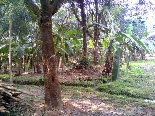 Fresh 4.5 Bigha Land Sell beside the Road large image 1