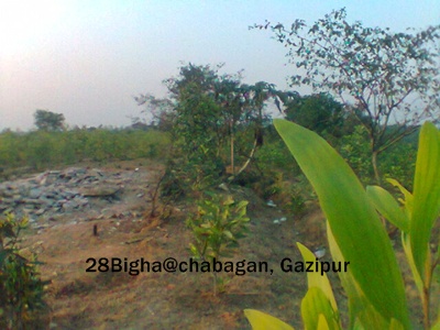 28 Bigha Land sell at Chabagan Gazipur large image 0