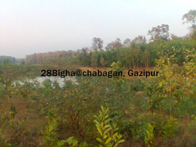 28 Bigha Land sell at Chabagan Gazipur large image 1