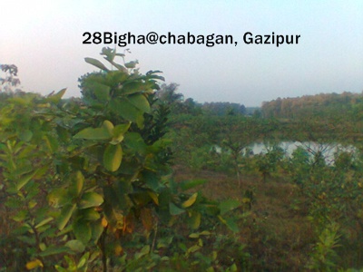 28 Bigha Land sell at Chabagan Gazipur large image 2