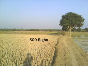 500 Bigha land available soaling more Gazipur large image 1