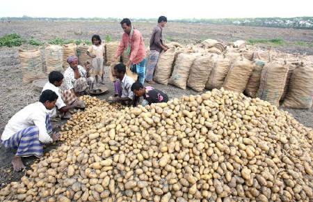 3.7 bigha or 77 shotangsho land in Munshiganj Shirajdikhan  large image 0