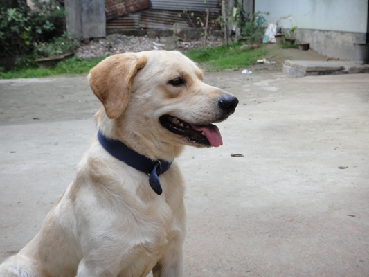 Pure breed labrador couple imported from UK  large image 0