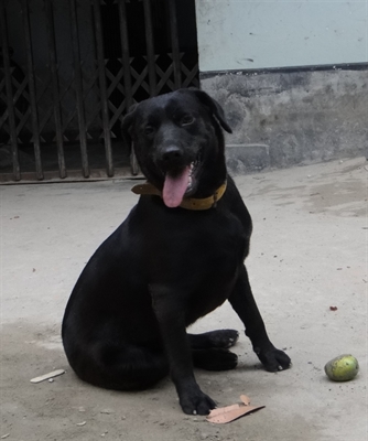 Pure breed labrador couple imported from UK  large image 1