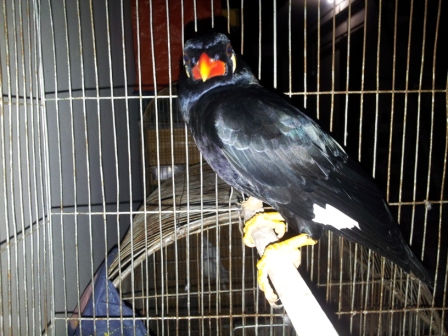 Bird-moyna- very urgent sell large image 0