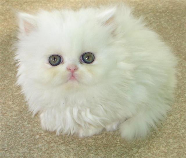 Persian cat large image 0