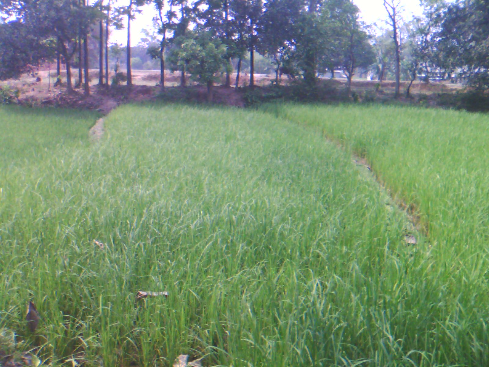 Land sell Savar Kabirpur large image 0