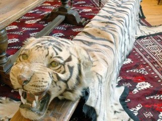 Bengal Tiger Skin- 2pcs