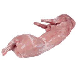 rabbit meat 100 halal  large image 0