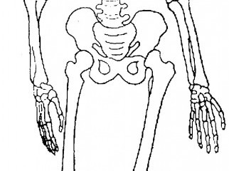 Medical Skeleton