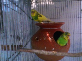 2 pair danis budrerigar bird